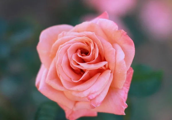 Primer Plano Una Flor Rosa Floreciente — Foto de Stock