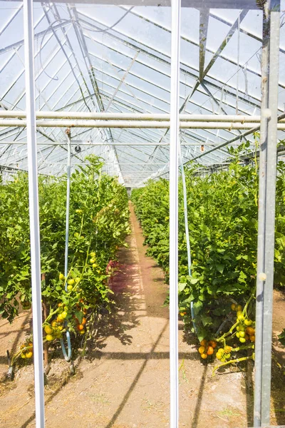 晴れた日にトマトとモダンな温室 — ストック写真