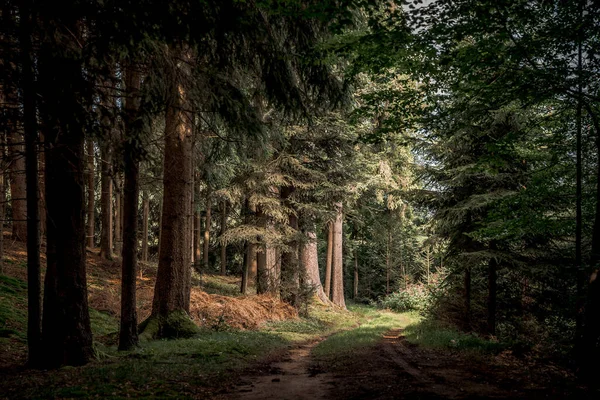 Het Pad Omringd Door Hoge Bomen Planten Beierse Woud — Stockfoto