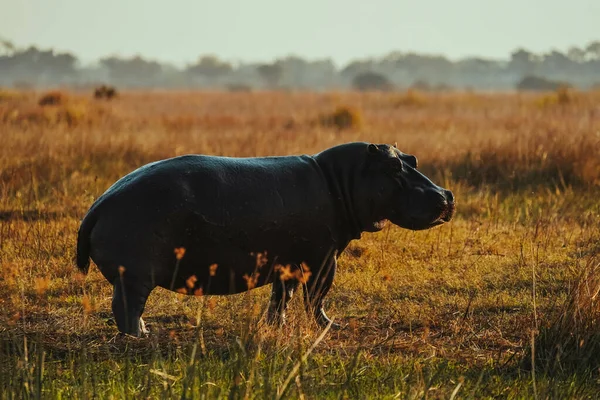 Ein Blick Auf Ein Flusspferd Seinem Lebensraum Auf Safari Okavanga — Stockfoto