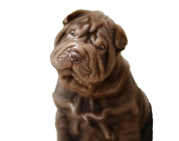 Söt Utsikt Över Brun Shar Pei Hund Vit Bakgrund — Stockfoto