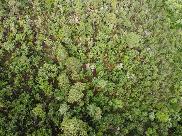 Floresta Sob Céu — Fotografia de Stock