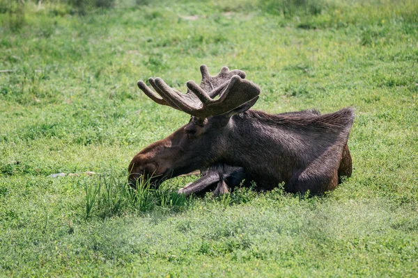 Ένα Κοντινό Πλάνο Ενός Moose Ξαπλωμένου Στο Έδαφος Στην Αλάσκα — Φωτογραφία Αρχείου