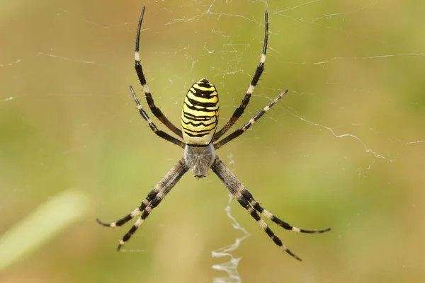 Argiope Bruennichi Nin Ağındaki Renkli Eşekarısı Örümceğine Yaklaş — Stok fotoğraf