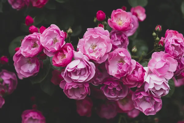 Closeup Shot Blooming Pink Floribunda Roses Garden — Stock Photo, Image
