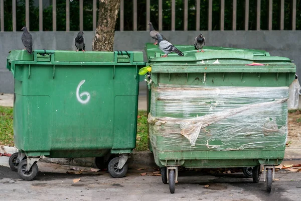 Singapur Daki Çöp Kutusunun Tepesinde Güvercinler Var Yatay Çekim — Stok fotoğraf