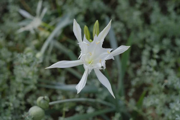 Primer Plano Una Flor Madreselva Blanca —  Fotos de Stock