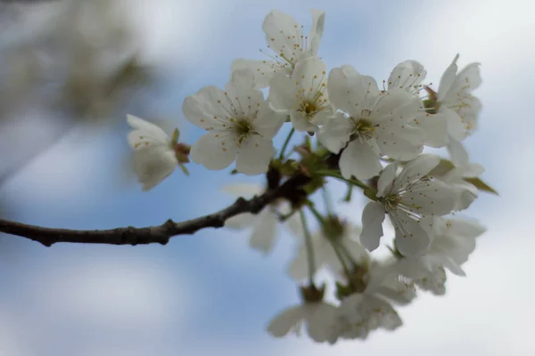 Detailní Záběr Jarních Květů Zamračenou Oblohu — Stock fotografie