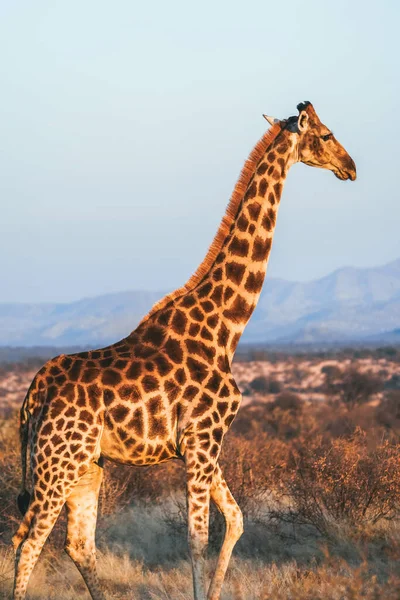 Een Verticaal Schot Van Een Prachtige Giraffe Zijn Habitat Safari — Stockfoto