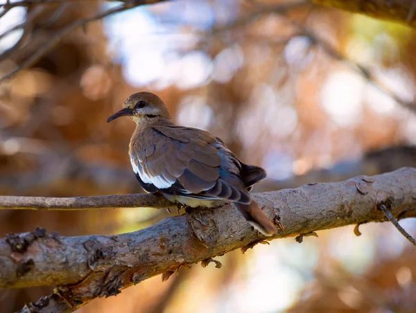 Une Jolie Colombe Ailes Blanches Perchée Sur Une Branche Pin — Photo