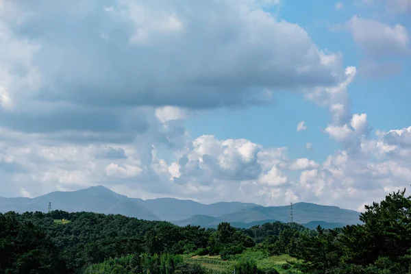 Een Natuurlijk Uitzicht Een Dik Boslandschap Tegen Bewolkte Blauwe Lucht — Stockfoto