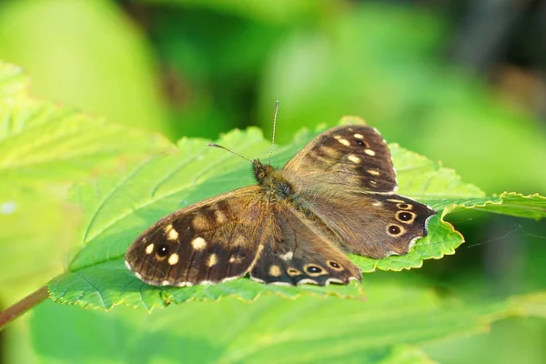 Closeup Brown Speckled Wood Butterfly Pararge Aegeria Open Wings Garden — 图库照片