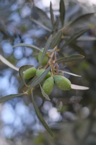 Eine Nahaufnahme Von Ölfrüchten Und Blättern Baum — Stockfoto