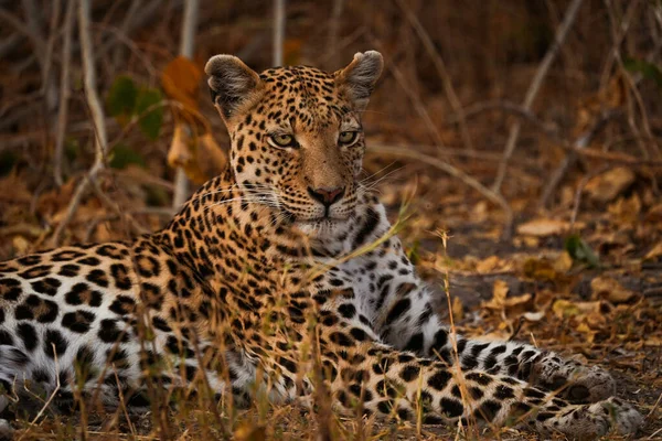 Uma Vista Leopardo Seu Habitat Safári Okavanga Delta Botsuana — Fotografia de Stock