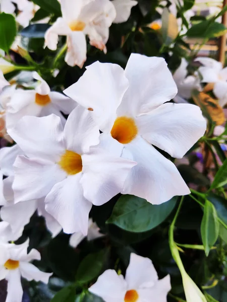 Closeup Blossomed White Rocktrumpet Flowers Garden — Stock Photo, Image