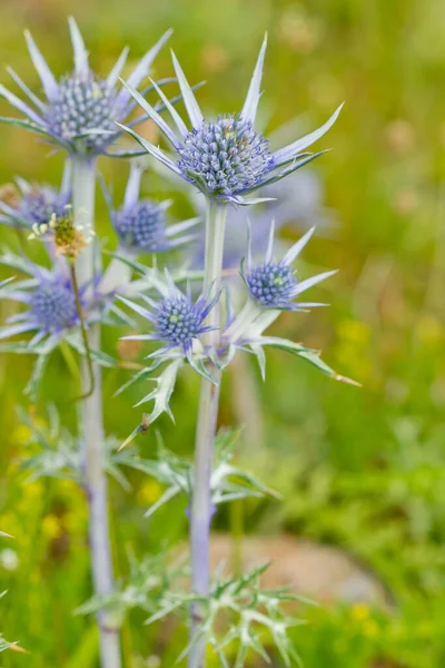 一种生长在院子里的蓝色的白色茴香 — 图库照片