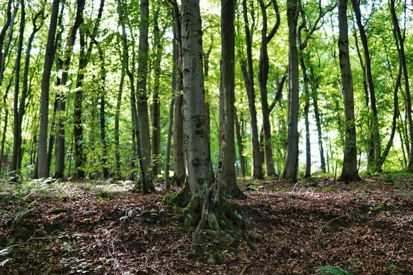 Старое Сухое Грубое Дерево Корнями Покрытыми Плесенью Лежит Лесу Солнечный — стоковое фото