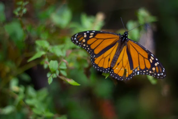 Tiro Bonito Uma Borboleta Monarch Uma Folha Uma Planta — Fotografia de Stock