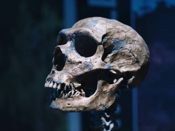 Overland Park United States Aug 2021 Human Skull Museum Prairiefire — Stock Photo, Image