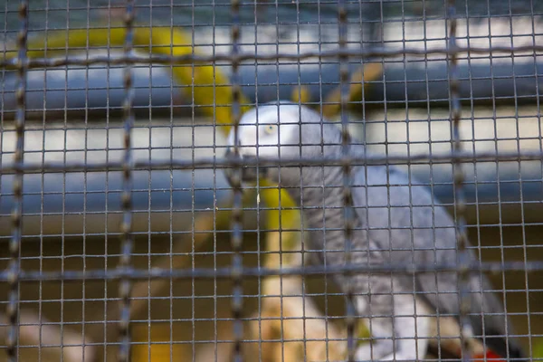 Perroquet Jaco Dans Cage — Photo