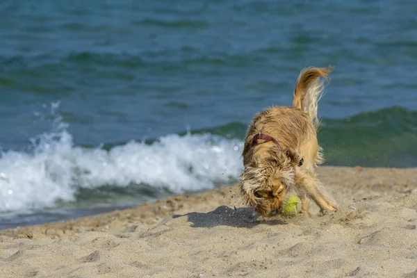 Cocker Spaniel Inglese Che Gioca Sulla Spiaggia Sabbia — Foto Stock