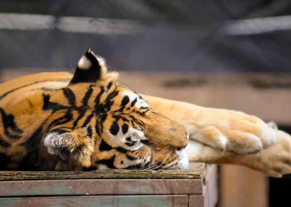 Tigre Bengala Deitado Superfície Madeira — Fotografia de Stock