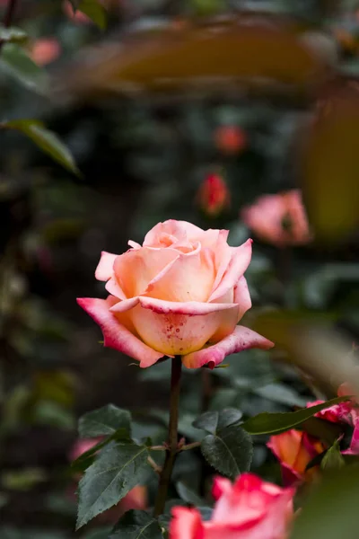 Een Verticaal Shot Van Bloeiende Rose Floribunda Steeg Een Tuin — Stockfoto