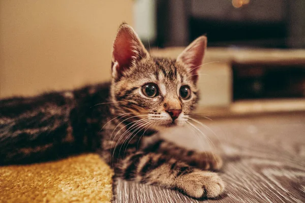 Primer Plano Gatita Tabby Gris Lindo Acostado Suelo — Foto de Stock