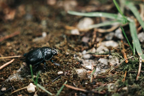 Uma Vista Macro Besouro Preto Chão Perto Das Folhas Verdes — Fotografia de Stock