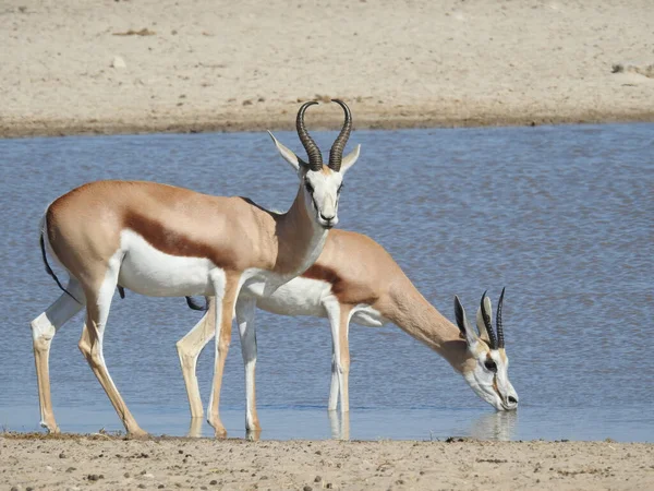 Gazelles Drinking Water Lake — Stock Photo, Image