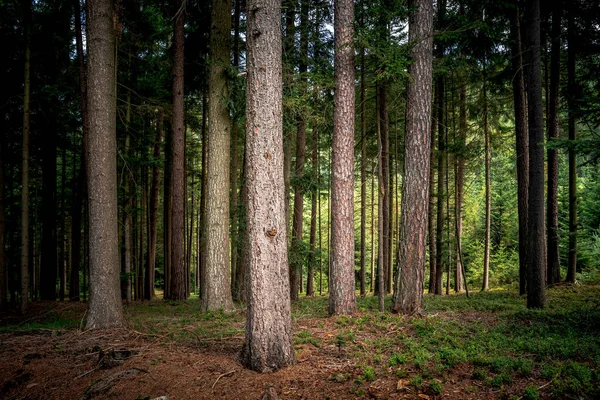 Tall Pine Trees Bavarian Forest — Stock Photo, Image
