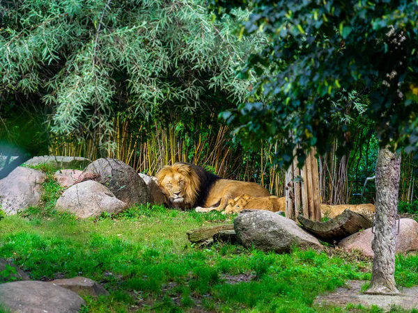 Gonosz Oroszlán Alszik Füves Földön Állatkertben — Stock Fotó