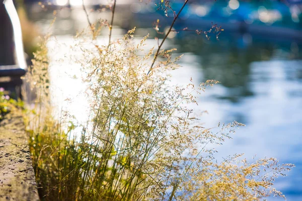 Красивое Растение Растущее Берегу Боденского Озера Германия — стоковое фото