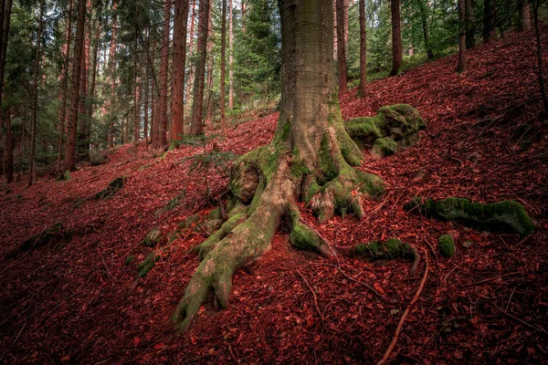 Mossy Tree Roots Bavarian Forest — Stock Photo, Image