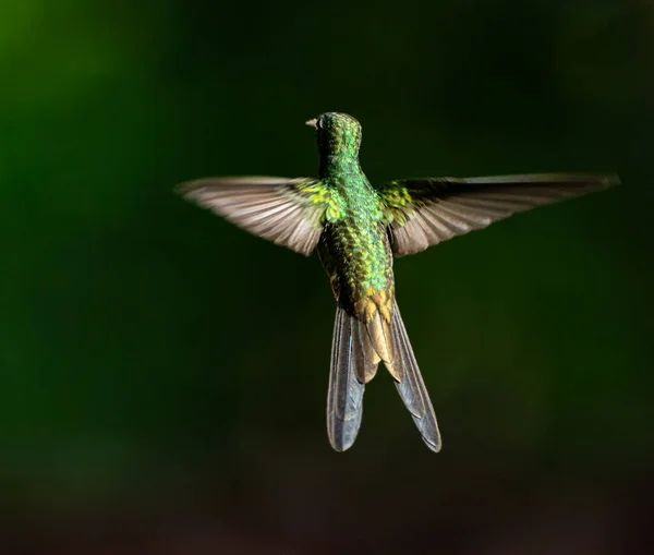 Colibrí Sobre Fondo Natural —  Fotos de Stock