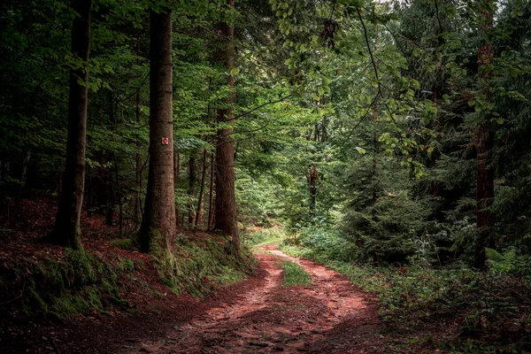 Тропа Окружена Высокими Деревьями Растениями Баварском Лесу — стоковое фото