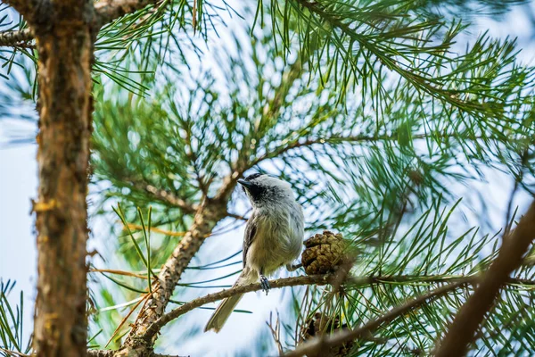 Siberian Tit Pine Cone Tree Branch Blue Sky — Stockfoto