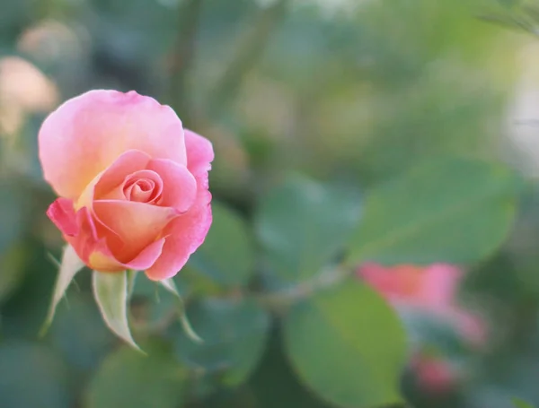 Primer Plano Una Flor Rosa Floreciente — Foto de Stock