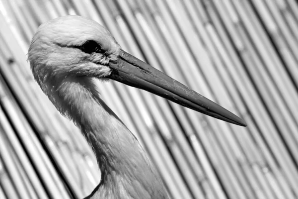 Gråskala Bild Amerikansk Stork — Stockfoto