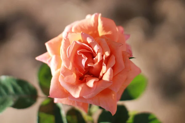 Zbliżenie Ujęcie Kwitnącego Różowego Kwiatu Róży — Zdjęcie stockowe