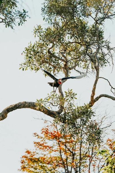 Pionowe Ujęcie Tukany Lecącej Drzewa Safari Okavanga Delta Botswana — Zdjęcie stockowe