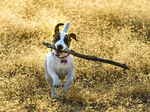 Jack Russell Terrier Yang Menggemaskan Berlari Sebuah Lapangan Pedesaan Yang — Stok Foto