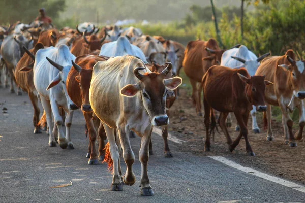 Una Manada Vacas Pastando Pasto — Foto de Stock