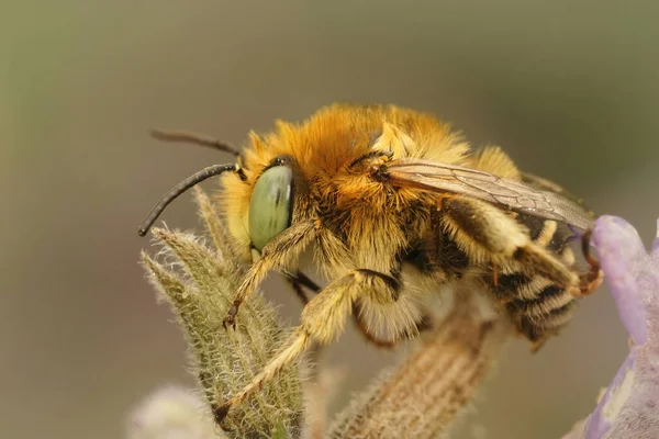 Κοντινό Πλάνο Μια Αρσενική Μέλισσα Πράσινα Μάτια Anthophora Bimaculata Που — Φωτογραφία Αρχείου