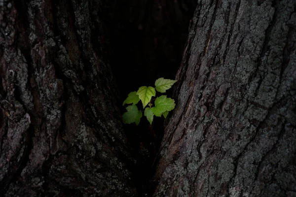 特写生长在树干上的植物的特写照片 — 图库照片