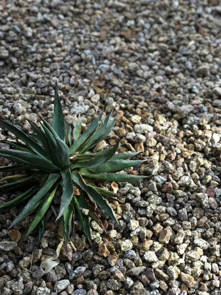 Una Vista Superior Una Planta Aloe Vera Tierra Con Guijarros —  Fotos de Stock