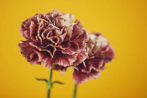 Sarı Arka Planda Karanfil Çiçeklerinin Yakın Çekimi — Stok fotoğraf