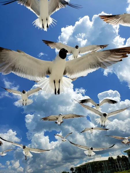 Tiro Ángulo Bajo Una Bandada Gaviotas Volando Contra Cielo Azul — Foto de Stock