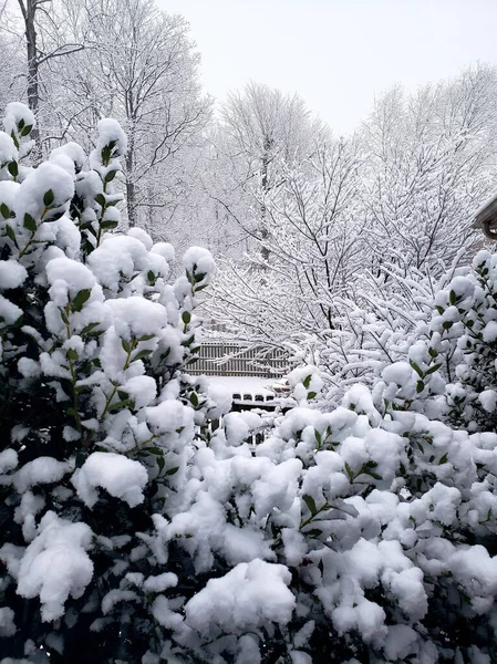 Närbild Frostade Växter Och Träd Parken Vintern — Stockfoto