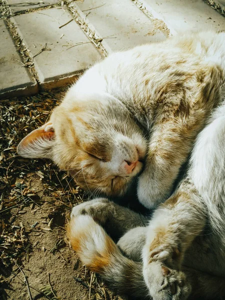 Tiro Vertical Gato Muito Vadio Dormindo Lado Uma Árvore Olhando — Fotografia de Stock